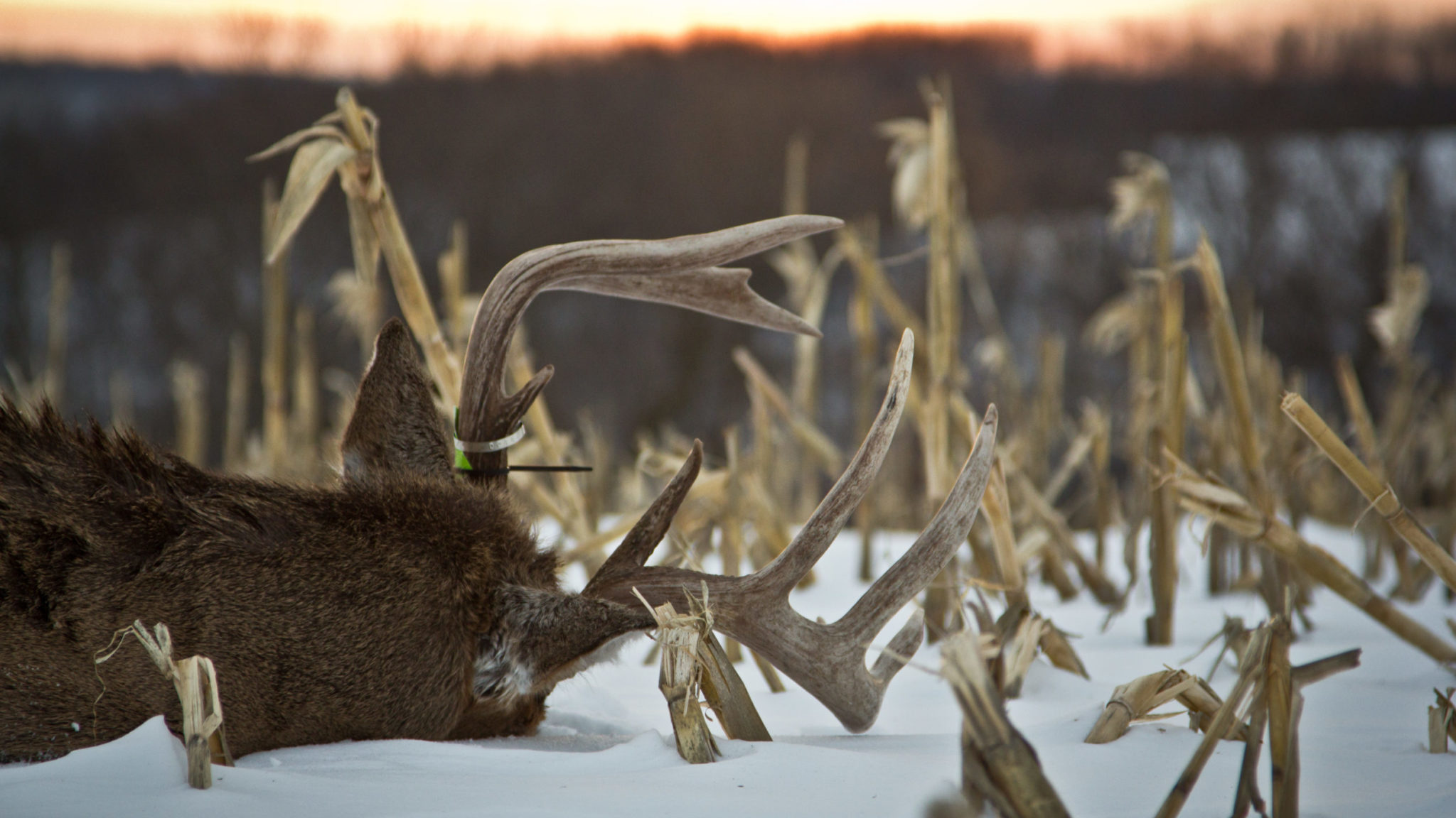 Late Season Deer Hunting Strategies