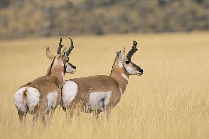 Two Young Pronghorn Bucks Stand In A Field