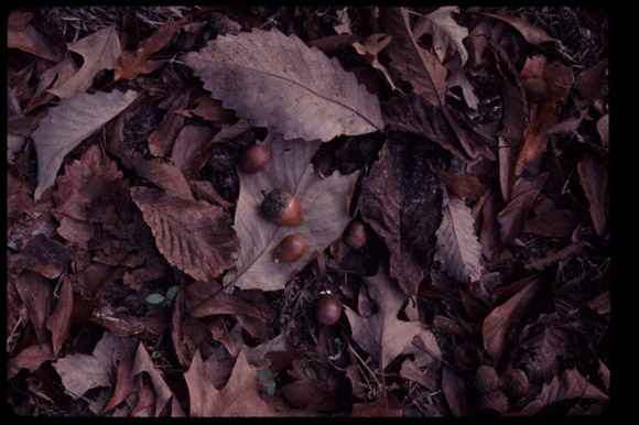 leaves and acorns on ground