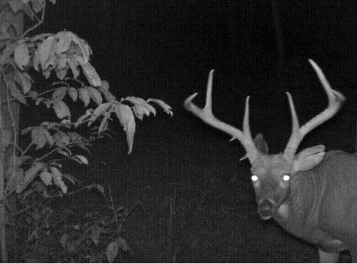 stealth cam picture of deer at night