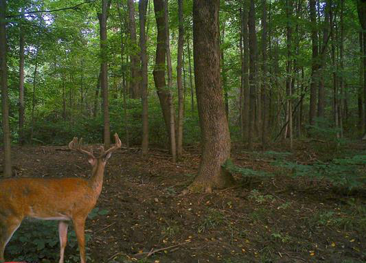 Deer looking towards forest