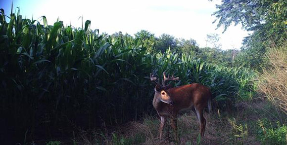 Deer standing by edge of corn field