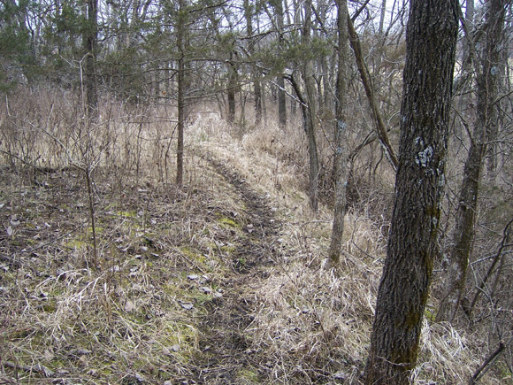 dense wooded trail