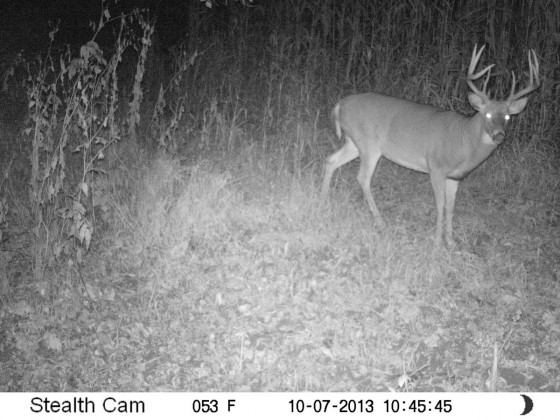 Big whitetail buck on trail camera after dark
