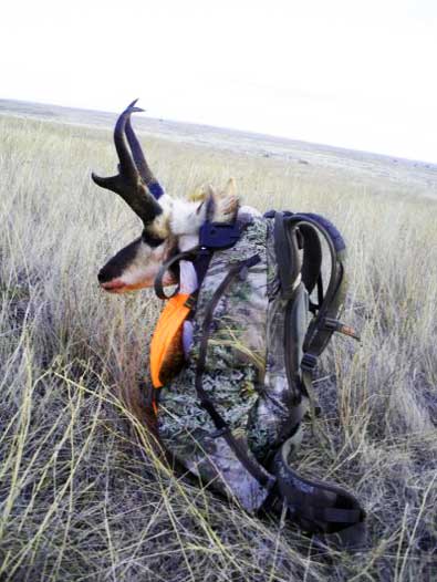 Antelope being packed out in backpack