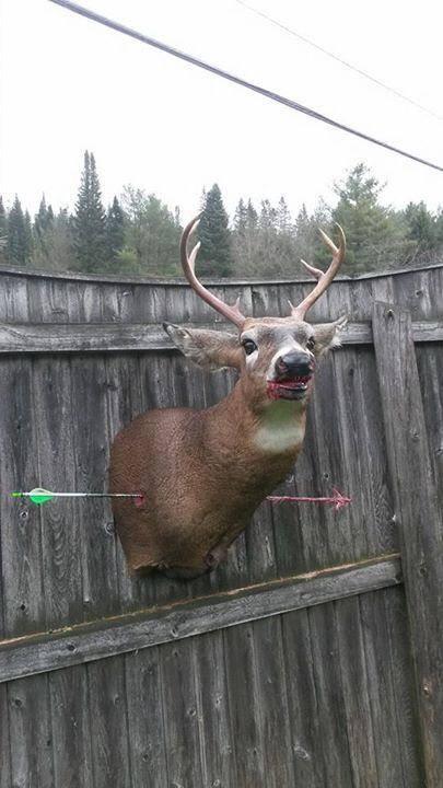 Mounted deer with arrow in it