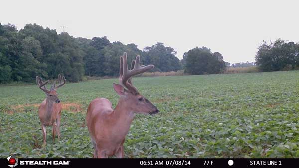 Bachelor group of bucks in bean field Bachelor group of bucks in bean field