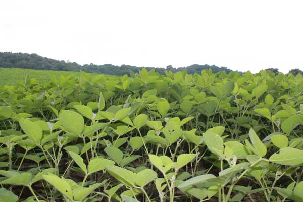 Soybean field Soybean field