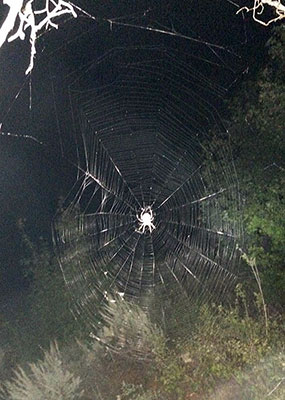 Idaho spider