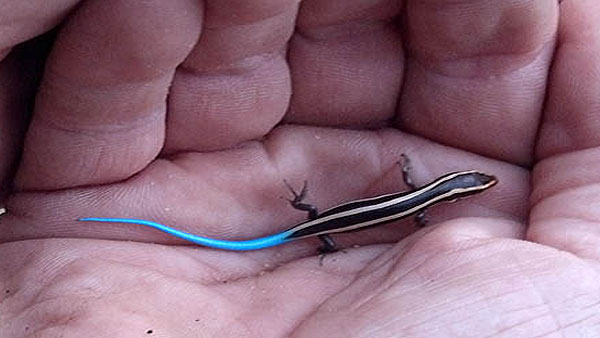 Skink lizard Skink lizard