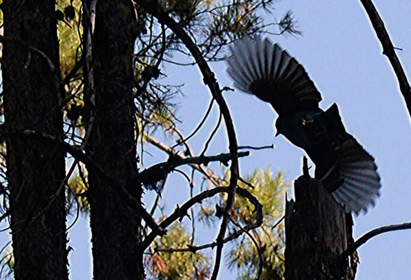 Steller's Jay Steller's Jay