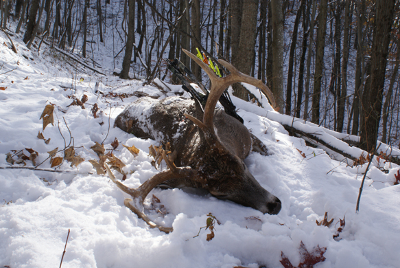 deer dead on ground covered in snow