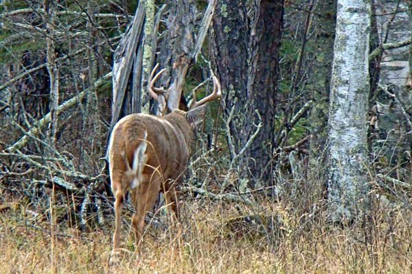 buck walking away Buck walking away