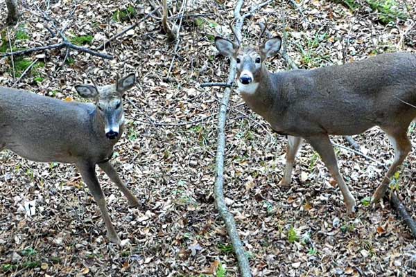 Busted! Busted by a whitetail buck
