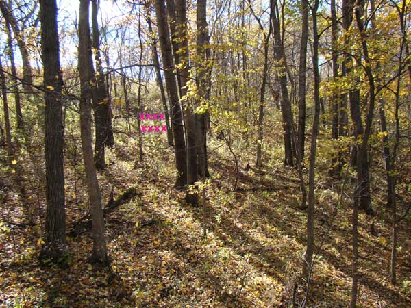 Woods in fall Wisconsin woods in fall