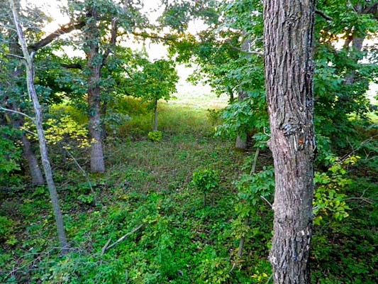 View from treestand