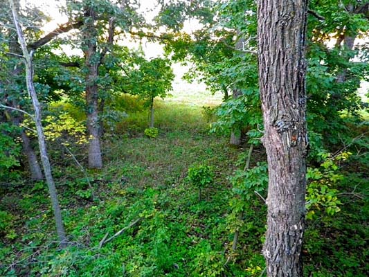 View from treestand View from treestand