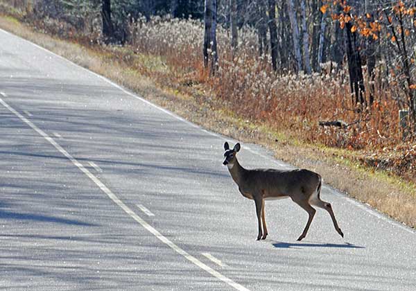 Doe in road Doe in road