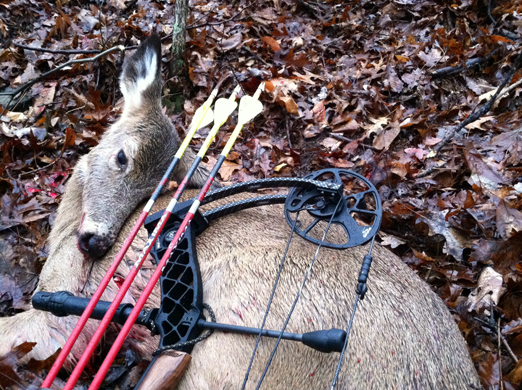 Dead Deer in background bow and arrows in foreground