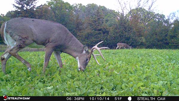 Trail cam photo of buck in food plot