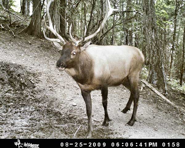 Public land bull elk trail cam photo