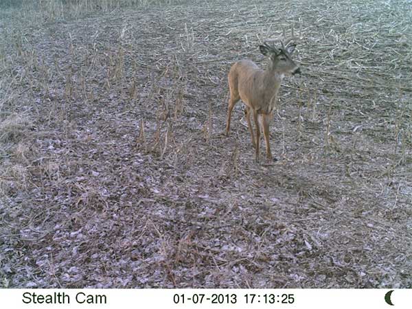 Late season buck on trail cam