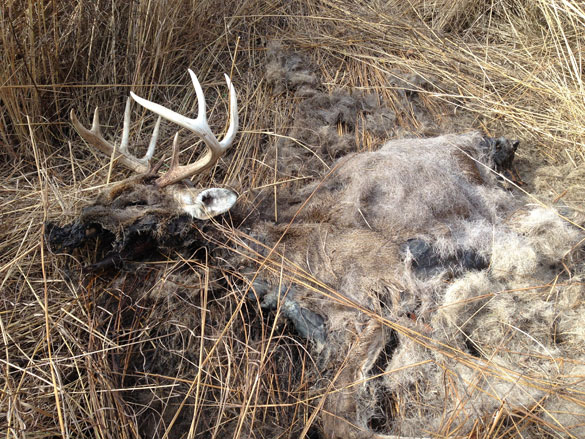 Decomposed Deer from EHD