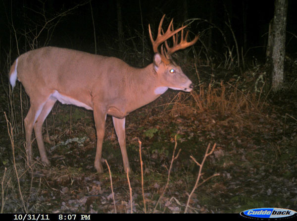 A Buck at Night A Buck at Night