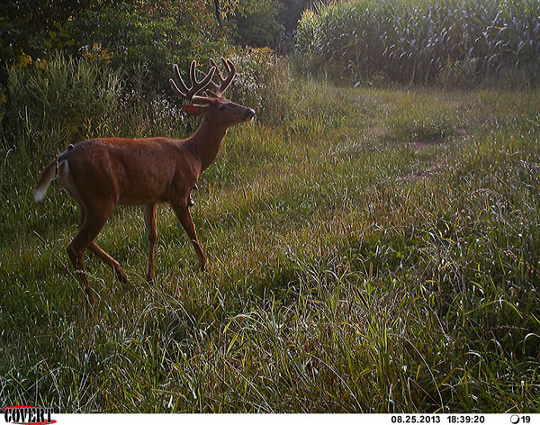 A Buck in Meadow