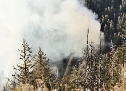 A wildfire A wildfire