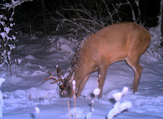 A Buck in the Snow