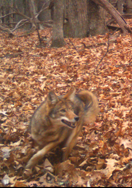 A Coyote in the forest A Coyote in the forest