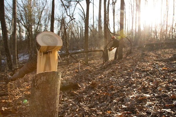 Hinge Cut Trees Hinge Cut Trees