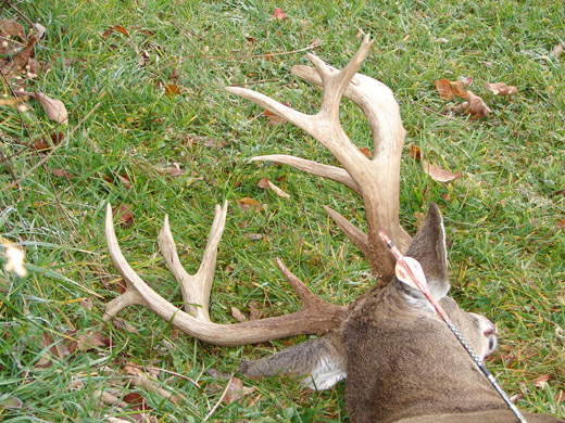 The rear view of the buck