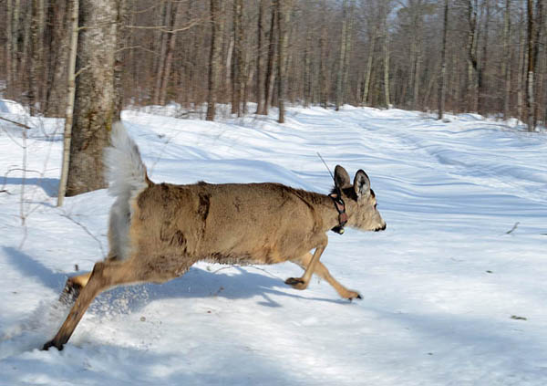 A doe with a radio-collar A doe with a radio-collar