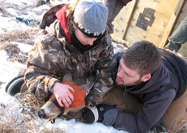 DNR researchers and deer