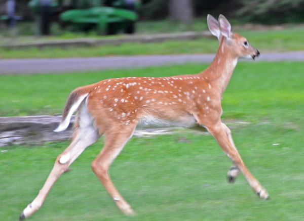 A fawn on the run A fawn on the run