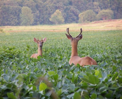 Deer in Soybeans