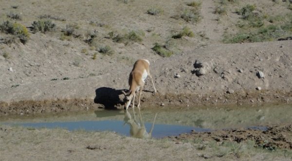 An Antelope at Watering Hole