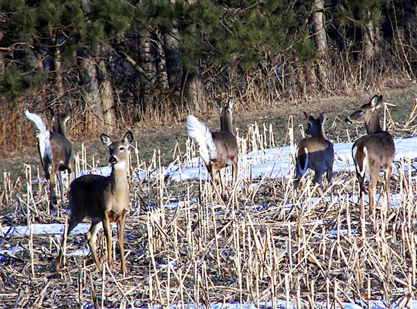A Heard of Deer A Heard of Deer