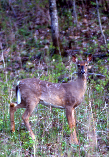 A Whitetail Deer