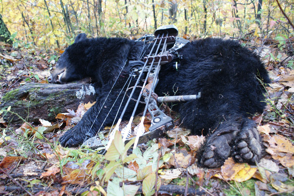 A hunted Black Bear