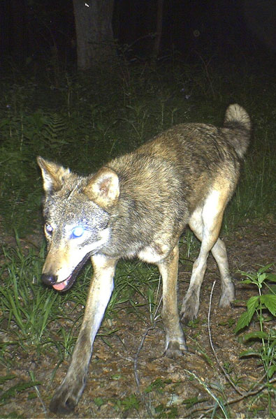 A Wolf in the woods A Wolf in the woods