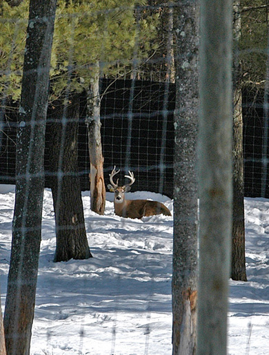 Deer on a Deer farm Deer on a Deer farm