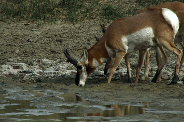 Pronghorn Goat at Water