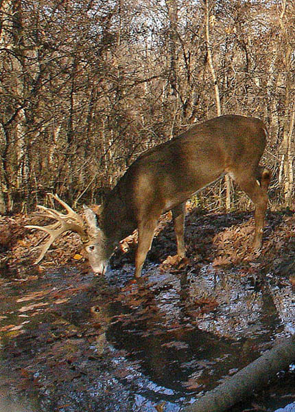 A Buck at a Waterhole