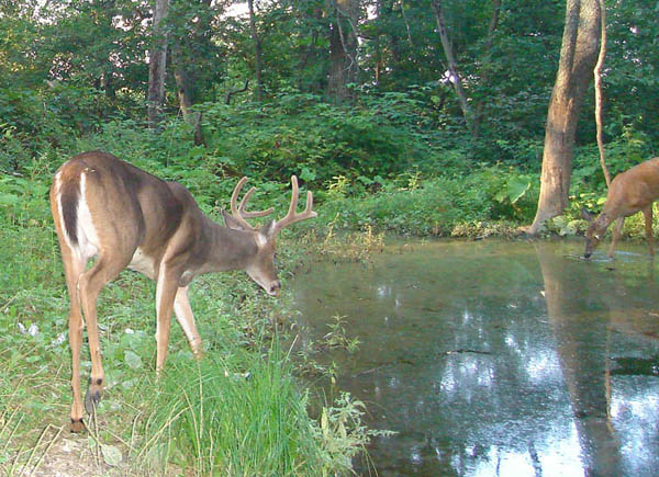 Two Deer at a shaded Waterhole Two Deer at a shaded Waterhole