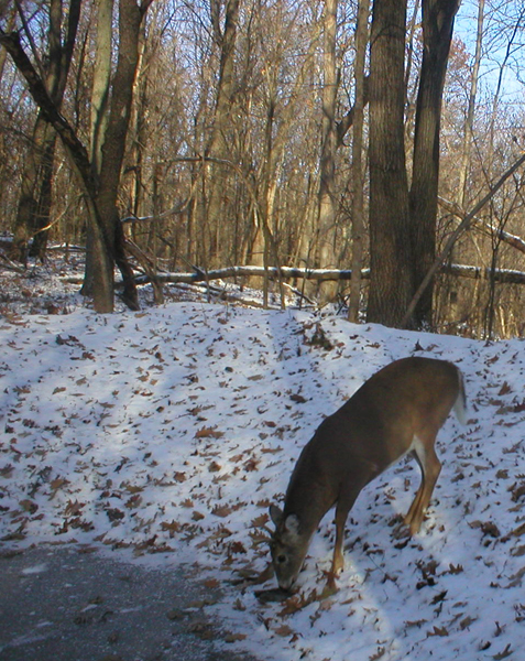 Deer at Partially Frozen Waterhole Deer at Partially Frozen Waterhole