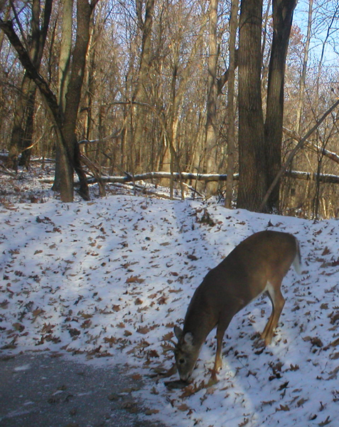 Deer at Partially Frozen Waterhole