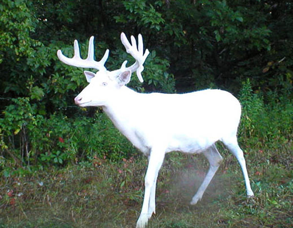 An Albino Deer